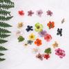 Small Narcissus 3D Nail Art Decorations DIY Nail Decals Manicure Accessories Nail Art Dried Flower