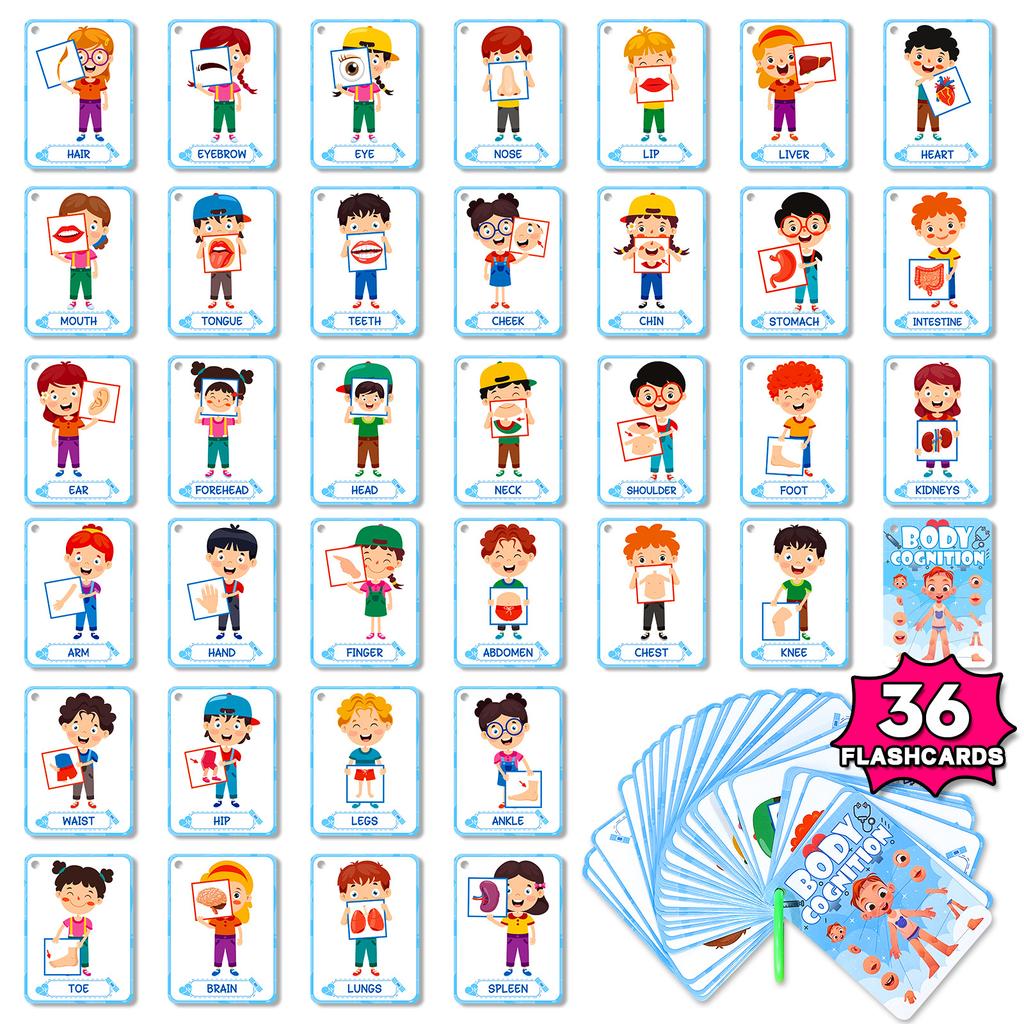 Non-Toxic 36Pcs Body Parts Flash Card Early Education Picture Recognition English Flash Card Educational Toys For Children Kids