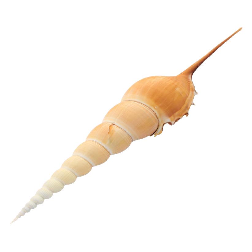 Long-Nosed Snail Shells for Marine Crafts and Aquarium Decor