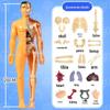 DIY 3D Human Skeleton Model: Assemble/Disassemble for Children's Science Education.