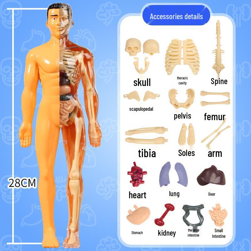 DIY 3D Human Skeleton Model: Assemble/Disassemble for Children's Science Education.
