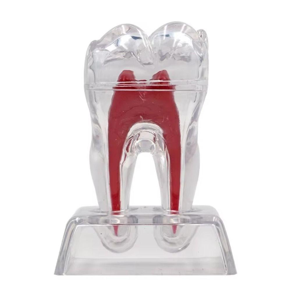 With Base Dental Anatomical Structure Hard Tooth Disintegration Ornaments  Practice Studying Tool