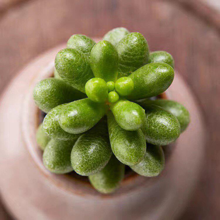 Green Turtle Multi-head Succulent Plant - Beginner-friendly, Cute, Meaty, Potted, Radiation-Protective Greenery