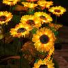 Solar Sunflower Light LED Garden Artificial Flower Light with 36956 Sunflowers Outdoor Waterproof Stake Light for Backyard Flower Bed