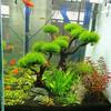 Aquarium Decoration Moss Driftwood Fish Tank Landscaping Water Grass Moss Tree Trunk DIY (No Aquatic Plants)