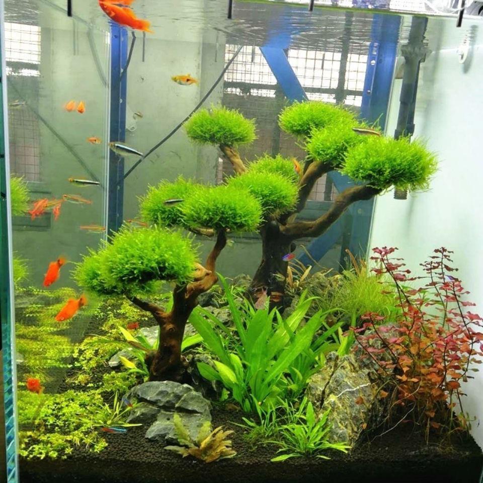 Aquarium Decoration Moss Driftwood Fish Tank Landscaping Water Grass Moss Tree Trunk DIY (No Aquatic Plants)