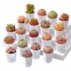 10/20pcs Octagonal Flower Pots Plastic White Planters with Drainage Holes Home Decor Succulents Indoor Outdoor Gardening TMZ