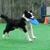NonSlip Dog Flying Disc Chew Durable Outdoor Toy Rubber Soft Training Exercise For Active Pet