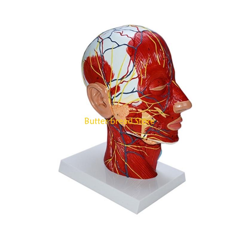 W89C Human Half Head Model Teaching Aid Neurovascular Musculature Model