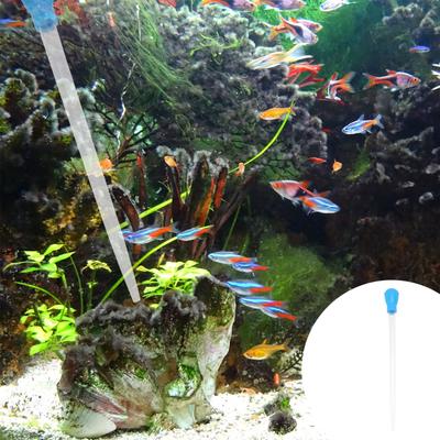 Peixes e animais aquáticos – Manutenção de aquário