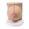 Breast Feeding Model for Nursing Training Teaching Aid Classroom Props