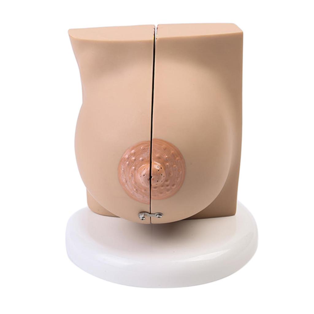 Breast Feeding Model for Nursing Training Teaching Aid Classroom Props