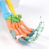 Anatomical Human Hand Bone Model with Movable Joints Color Coded Hand Bone Skeleton Model for Teaching Demonstration