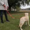 Dog Leashes Harness for Dog Walker Dogs Double Leash Hands Free Harness Dogs Walking Multifunctional Chain Pet Accessories Belt
