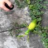Non-Toxic Rc Animal Robot Antistress Insect Toys Infrared Simulation Spider Bee Fly Mantis Electric Toy For Children Prank Insects Pet Toy