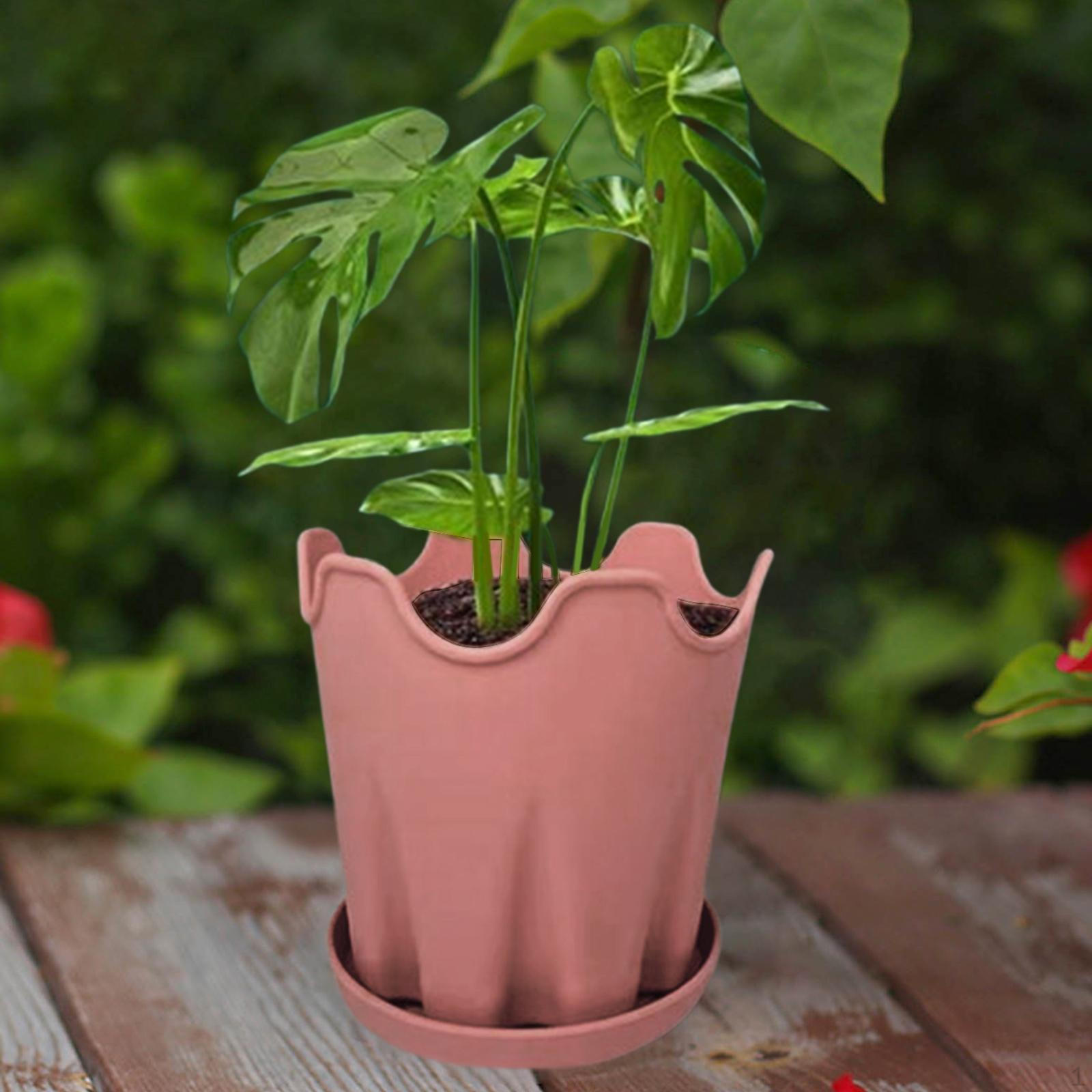 

Цветочный ящик с растением Basi розовый