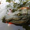 1pc,Floating Alligator Head Water Decor, Float Alligator Crocodile for scare Goose,Predator,Heron,Duck Control,Pool,Garden and P
