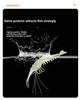 10pcs New style Sea Fishing Prawn Lure Single hook 4.5g 9.5cm Shrimp Fake Bait Portable Biomimetic Hook Worm Silicone