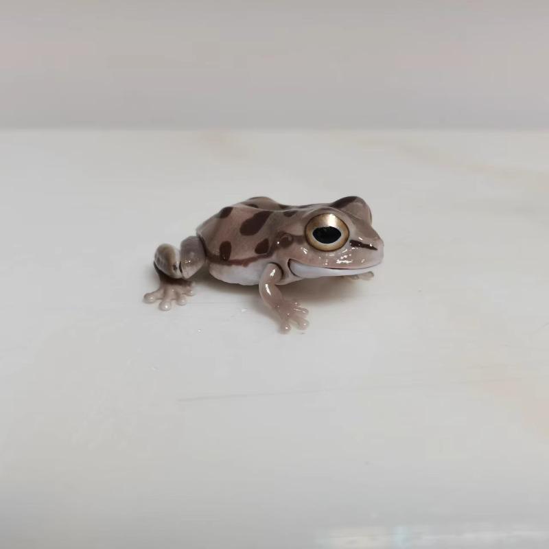 

Biological Encyclopedia Gashapon Toys Japanese Tree Frog Northeast Rain Frog Simulated Movable Animal Model Ornaments Toys 4cm to 6cm
