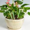 30 Stück Pflanzen Langzeit-Düngestäbchen Nährstoffstäbchen Universell Innen-Blumentopf Pflanzen Düngestäbe Verbesserer Garten Zubehör