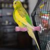 Bird Perch Perch Grinding Sticks Parrot Claw Grinding Stick for African Grey Cockatoo and Parakeets