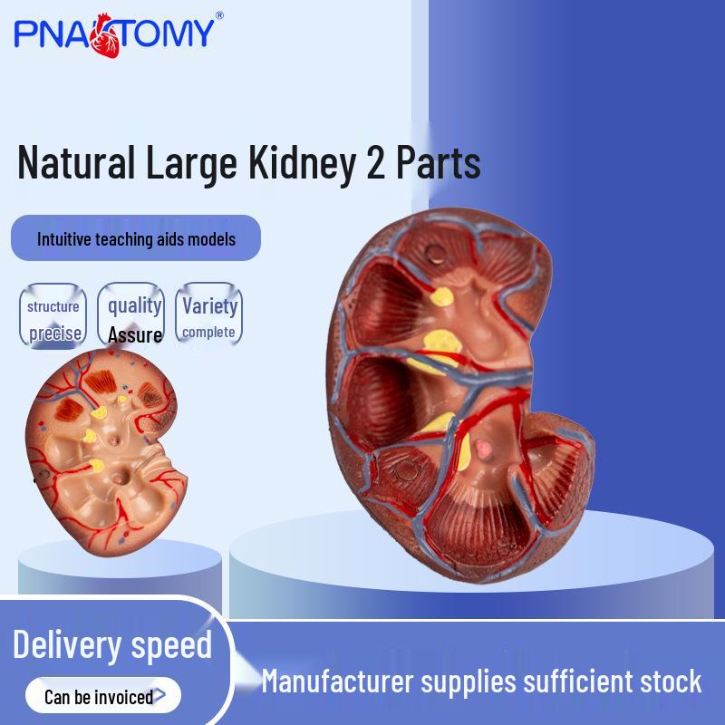 Natural Large Human Kidney Model - 2 Part Anatomy 11 x 11 x 19 cm