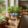 Sprouting Setup Avocado Planter Plastic Hydroponic Stand Planting Device  Plant Observation