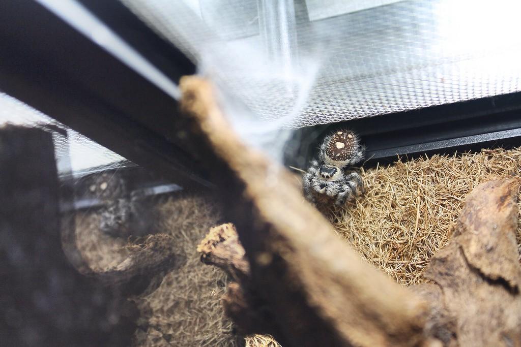 Repti-Zoo Terrarium Ak 21X31X15