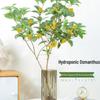 Osmanthus Sapling: Year-Round Fragrant Hydroponic Plant with Roots, Easy Care, Pieris-like Shape