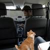 Dog Car Net Barrier Protective Backseat Dog Divider Non-slip Telescopic Isolation Net Car Accessories For Road Trip Safety