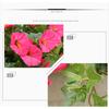 1 Bunch Simulation Hanging Flower Plastic Rattan Decorative Flower Hanging Wall Artificial Flower