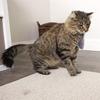Plush Mouse Shaped Cat Toy Interactive Toy For Cats Pet Toys