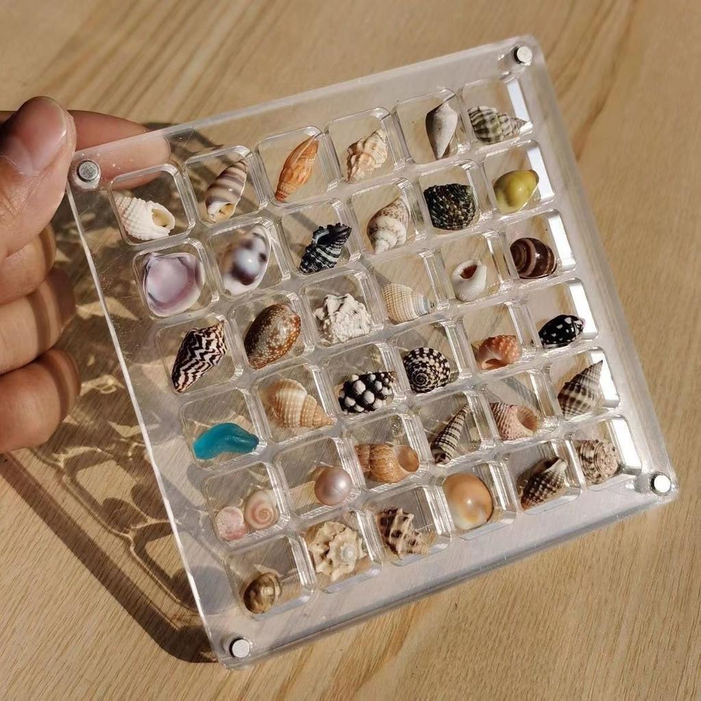 Natural Mini Conch, Shell Starfish, High Transparency Acrylic Storage Box, Material Box, Micro Shell Sand Specimen, Seaside Gift