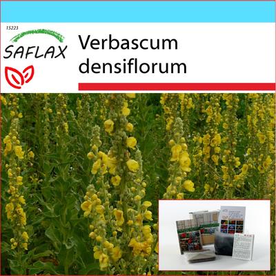 Gift Set - Large Flowered Mullein - 500 Seeds - With Gift Box, Card, Label and Potting Substrate - Verbascum Densiflorum
