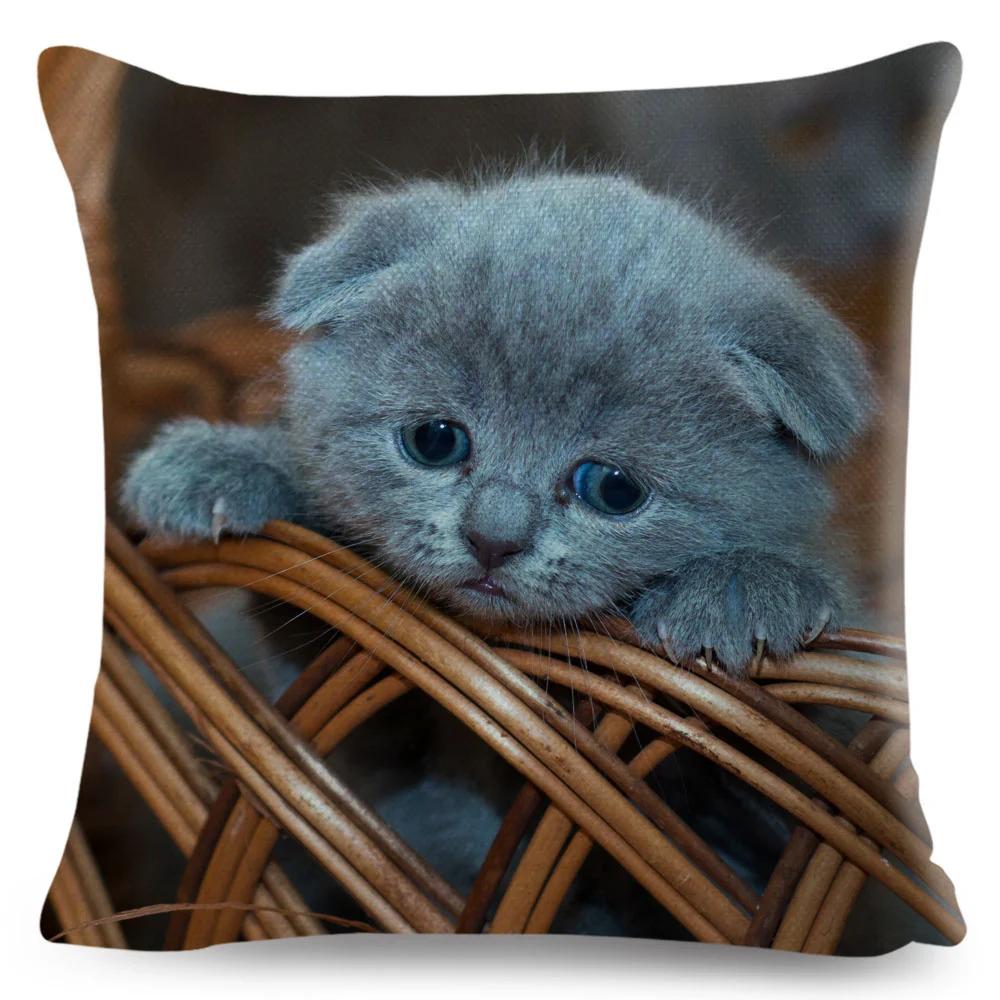 Housse de coussin British Shorthair bleu russe, taie d'oreiller en Polyester, décoration de chat mignon, Animal de compagnie, pour canapé, maison, voiture
