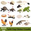 Life Cycle Board Montessori Kit Biology Science Education Toys for Kids Sensory Tray Animal Figure Life Cycle Sorting Wooden Toy
