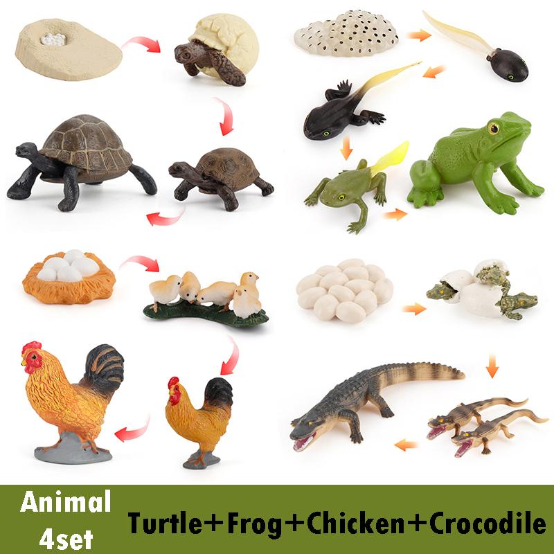 Life Cycle Board Montessori Kit Biology Science Education Toys for Kids Sensory Tray Animal Figure Life Cycle Sorting Wooden Toy