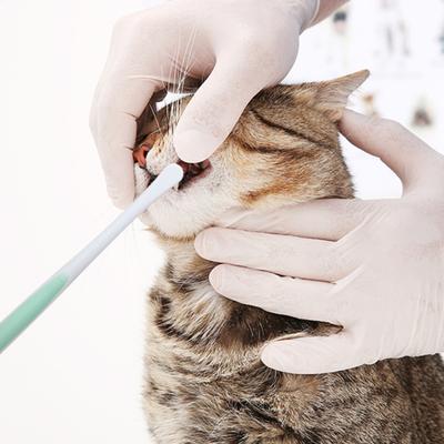 Cani – Prodotti per la cura dei cani
