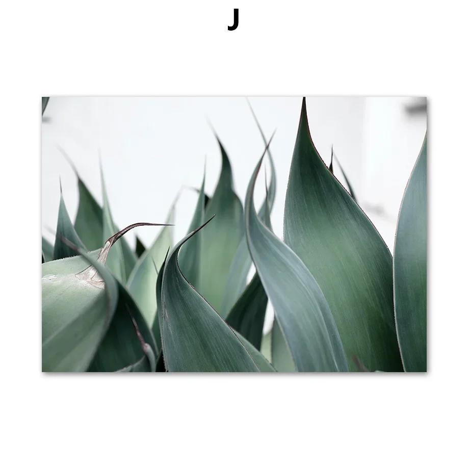 

Tulip Aloe Monstera Green Leaves Plants Minimalist Wall Art Print Canvas Painting Posters for Living Room Modern Home Decor 21X30CMNo Framed