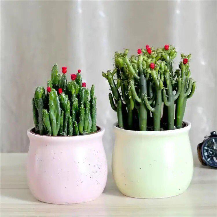 Ten Thousand Layer Mountain Money-Attracting Succulent Cactus Tree for Indoor and Office Decor