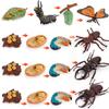 Animal Growth Cycle Models: Chicken, Duck, Goose, Butterfly, Turtle, Frog Montessori Teaching Figurines