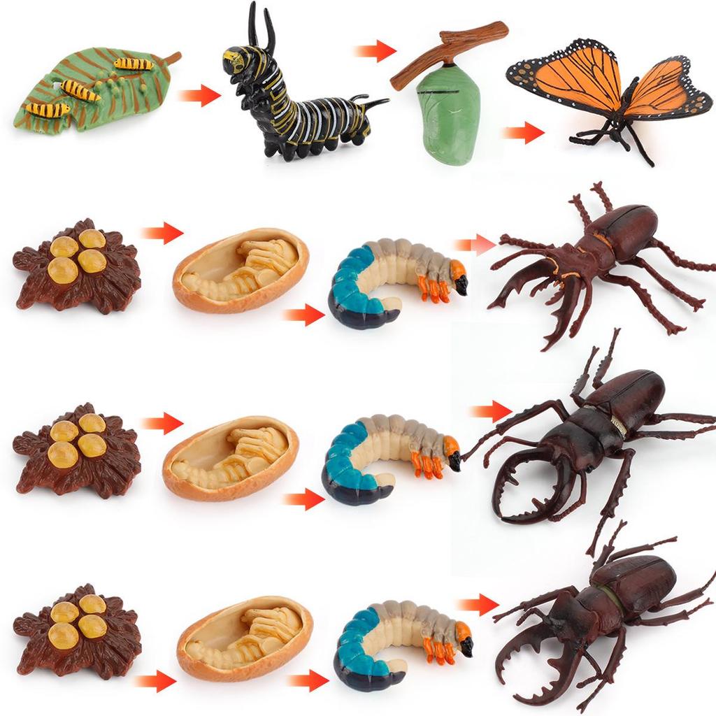 Animal Growth Cycle Models: Chicken, Duck, Goose, Butterfly, Turtle, Frog Montessori Teaching Figurines