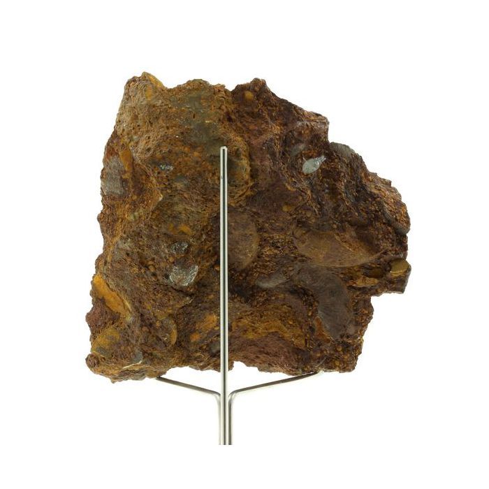 Pierres et Minéraux. Ammonite Pleydellia 1284.0 ct. Mine de Saint-Quentin-Fallavier, Isère, France.