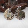 Elegant Pair Natural Ammonite Fossil Conch Specimen For Healing And Home Decor