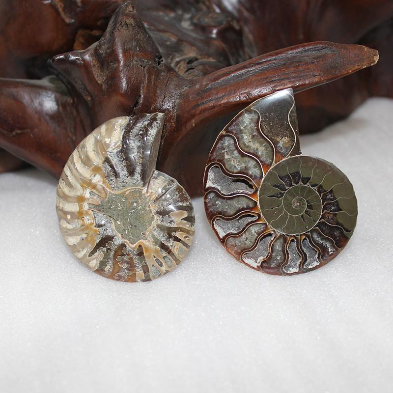 Elegant Pair Natural Ammonite Fossil Conch Specimen For Healing And Home Decor