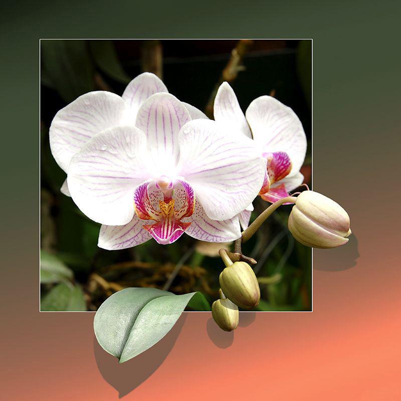 Yeni Varış Elmas Boyama Gül Tam Yuvarlak Matkap Elmas Nakış Satış Çiçek Çapraz Dikiş Ev Dekor Zanaat Kiti