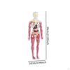 19 Pieces Clear Human Body Structure Model Torsol Toy Detailed Skeleton for