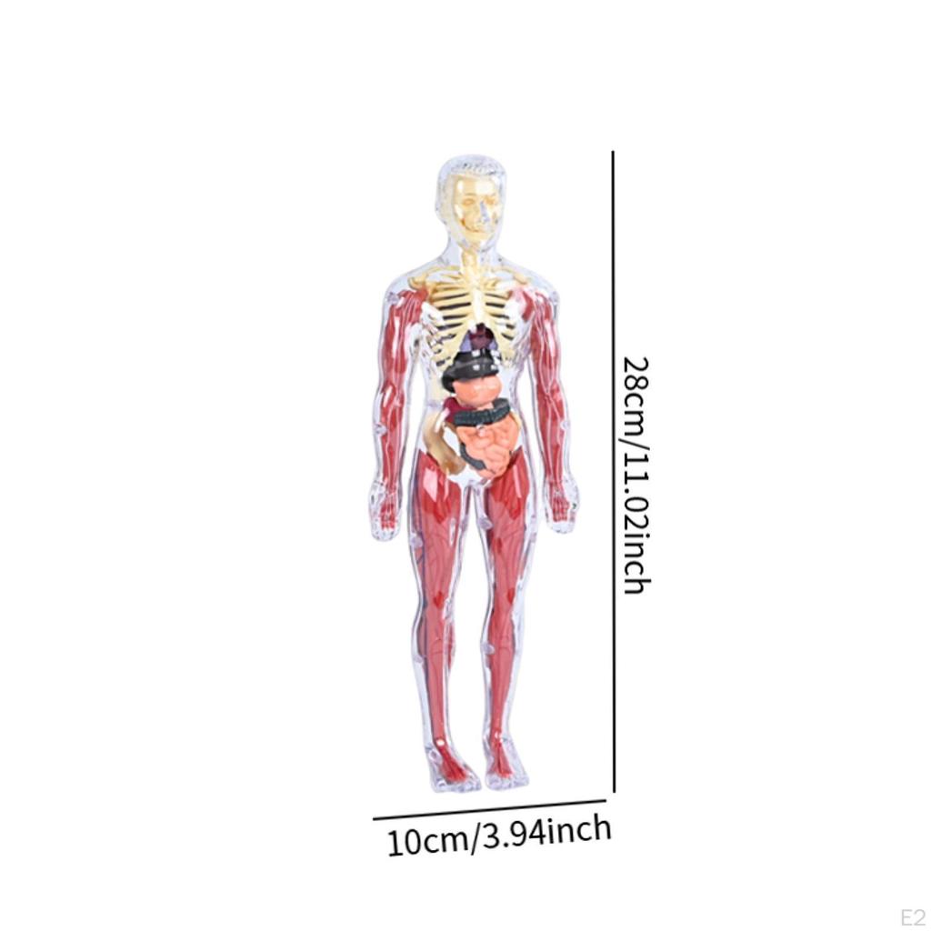 19 Pieces Clear Human Body Structure Model Torsol Toy Detailed Skeleton for