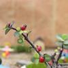 50 st Hot tecknad mini nyckelpiga mossa mikro landskap Fairy Garden Dekor prydnadsföremål DIY ornament