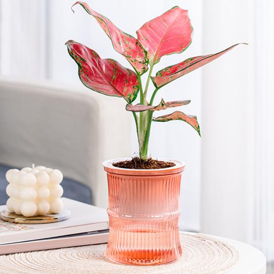 Selbstbewässernder Pflanztopf mit Reservoir, Drainagelöchern, transparentem Bambusdesign, Pflanztopf für Afrikanisches Veilchen, Sukkulenten